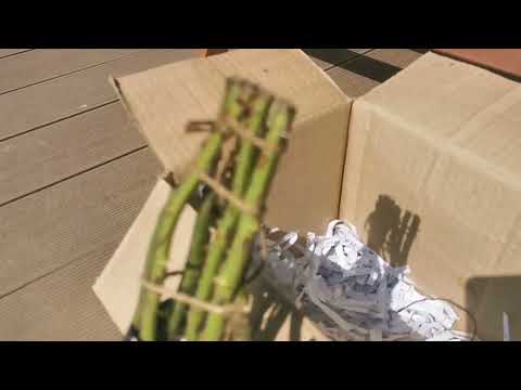 Видео: Открыла розы. Получила розы из Нью-Джерси. 27.04.2024/ Ленинградская область