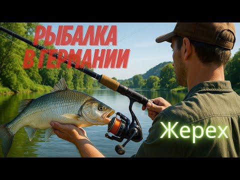 Видео: Ловля жереха весной на спиннинг в Германии | Рыбалка на Рейне