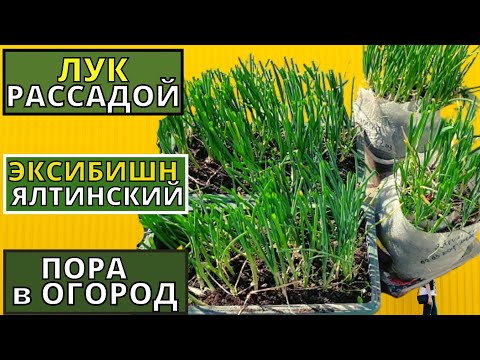 Видео: Отличная рассада ЛУКА Эксибишн и Ялтинского у меня выросла. Высаживаю в огород.