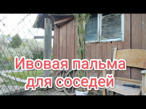 Видео: Жизнь переселенцев.Плетенная ива для соседки.огород начался‼️садим картошку