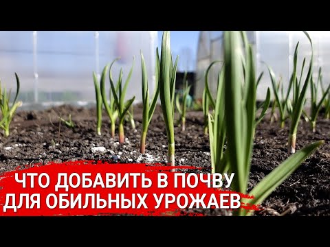 Видео: Что добавить в почву для обильных урожаев