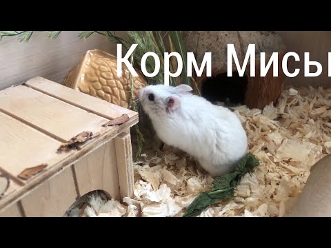 Видео: Обзор корма для карликовых хомяков🐹 вечер всех животных
