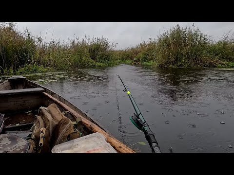 Видео: Грибы и рыбалка за один день: Приключения на природе