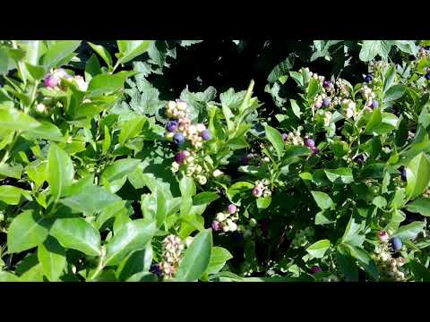 Видео: Голубика в восточном Казахстане