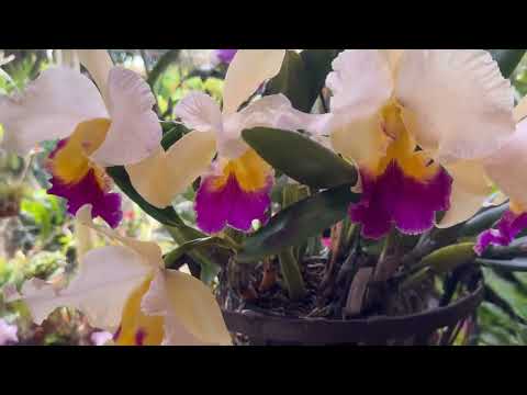 Видео: ЦВЕТЕНИЕ ОКТЯБРЯ. ВЕСНА В АВСТРАЛИИ.  MY ORCHID GARDEN IN OCTOBER 
