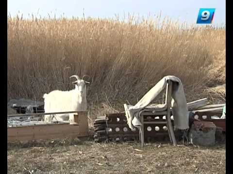 Видео: 16.01.14 Такая жизнь. Один на острове.