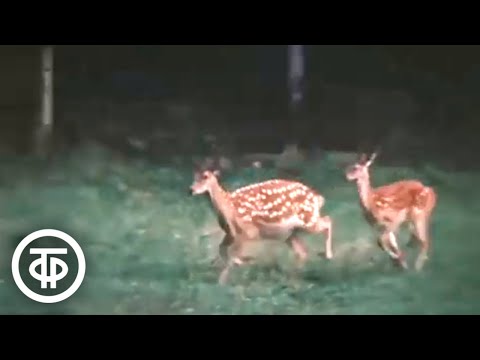 Видео: Лесные этюды. Видовой фильм (1980)