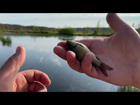 Видео: Карась на спиннинг