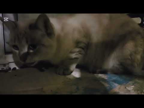 Видео: Бедные бездомные кормим 🥹