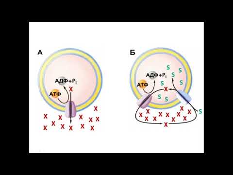 Видео: Транспорт веществ через клеточную мембрану