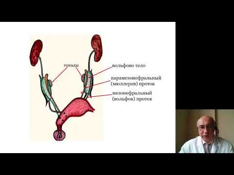 Видео: Гистология 5.Мужская половая система