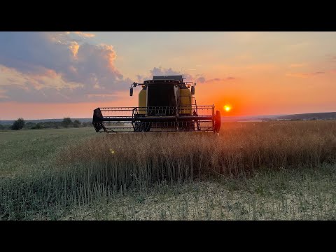 Видео: Рухаємось💪Врожайність ріпаку😳Приймаємо замовлення на насіння ріпаку❗️Дискуємо,що виходить ❓