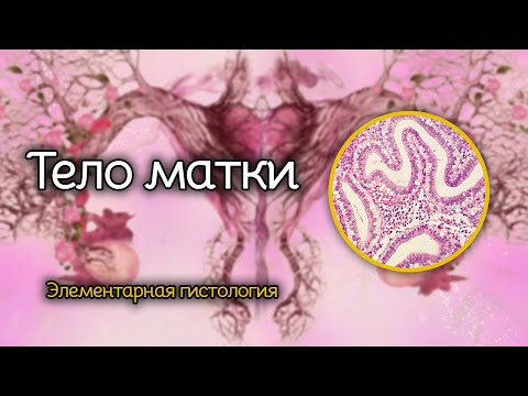Видео: Тело матки | Элементарная гистология