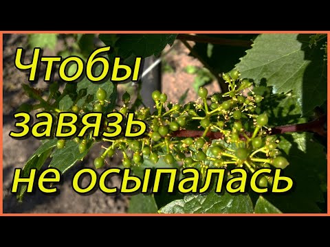 Видео: Что нужно сделать на винограде при цветении, чтобы завязь не опадала.