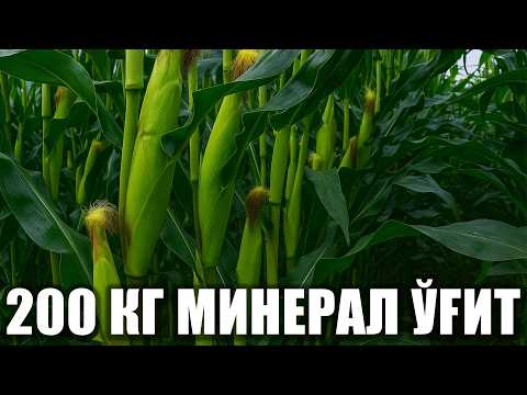 Видео: 1-Августда экилган Лила F1 200 кг минерал ўғит билан озиқлантирилган