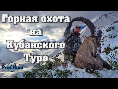 Видео: Горная охота на Кубанского Тура. Mountain hunting for Kuban Tur.