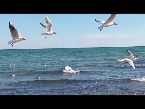 Видео: Золотая осень 2