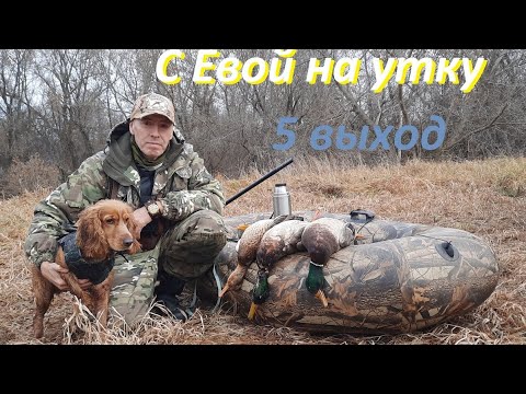 Видео: Охота на утку  с молодым спаниелем  Евой.