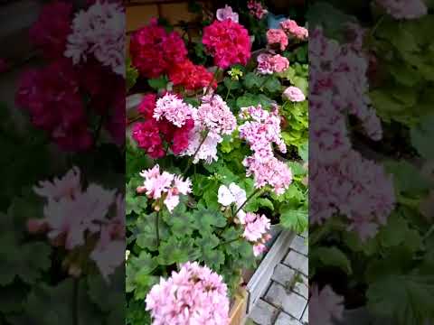 Видео: пеларгонии цветут