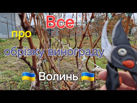 Видео: обрізка винограду! секрети виноградарства🍇