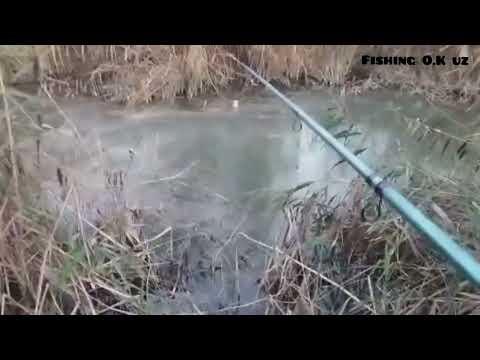 Видео: Бугун яна Балиқ овидамиз. Куринг #баликови #рыбалка #fishing #telegram 