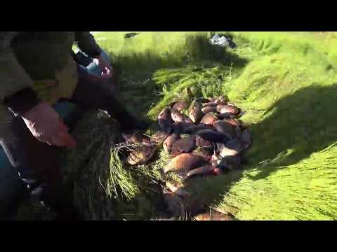 Видео: Ловим карася и охотимся на уток в Якутии! duck hunting Yakutia