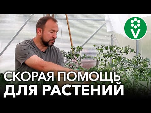 Видео: СОЖГЛИ РАСТЕНИЯ ПОДКОРМКОЙ ИЛИ ОБРАБОТКОЙ? Реанимируем растения быстро и эффективно