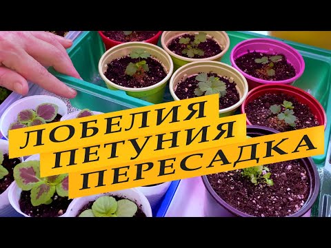 Видео: Рассада петунии и лобелии. Пересадка, дальнейший уход.