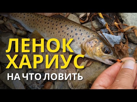 Видео: Горная рыбалка. На что ловить Ленка и Хариуса | Лучшие приманки и техника ловли