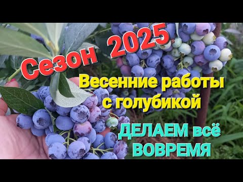 Видео: Весенние работы с голубикой. Сезон 2025