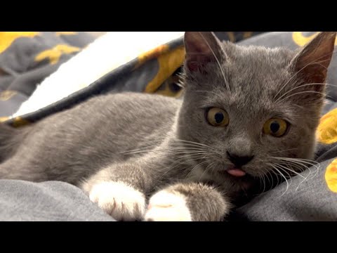 Видео: Познайомили Мішель з нашою котобандою🐈🐈‍⬛😻