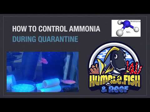 Видео: Как контролировать аммиак во время карантина