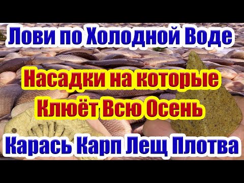 Видео: Лучшие Насадки для Карася Леща Плотвы осенью Рыболовная насадка для карася На что ловить рыбу осенью