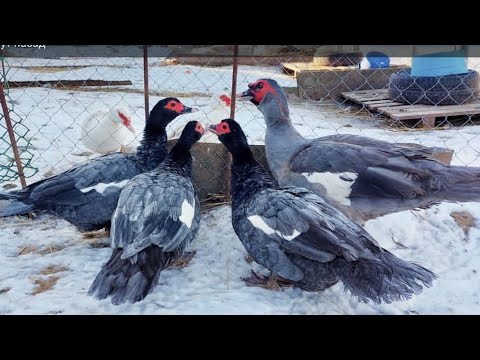 Видео: Мускусные утки тяжелых линий. Обзор по семьям. 2023 год.