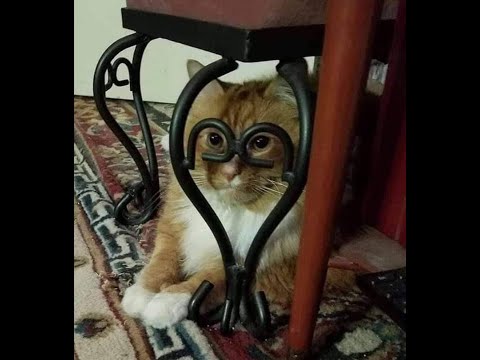 Видео: 😺 Коты всё контролируют! 🐈 Видео смешных кошек и котят для хорошего настроения! 😻