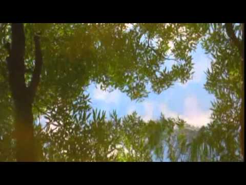 Видео: Долина зеленая