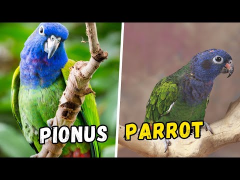 Видео: Попугай пионус в качестве домашнего животного: стоимость покупки, рацион, руководство по уходу дл...
