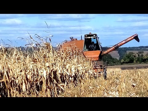 Видео: Нива СК-5. Уборка кукурузы по весенней дисковке. Евралис "Конгресс" #СельхозТехника ТВ