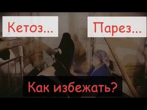 Видео: Профилактика КЕТОЗа и ПАРЕЗа у коров до отела и после отела