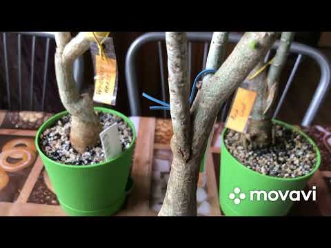 Видео: Адениумы🪴 прививки. Исправляю ошибки.