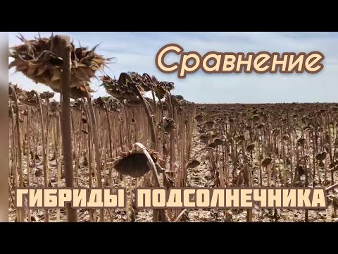 Видео: Сравниваем гибриды подсолнечника