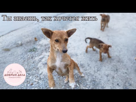 Видео: Ты знаешь, так хочется жить