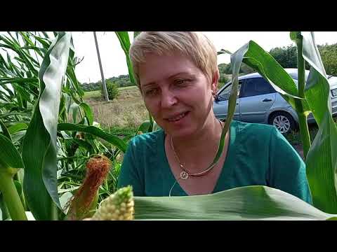 Видео: День в деревне.Хроника за 12-13 августа   .