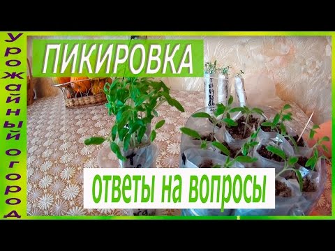 Видео: РАССАДА ТОМАТОВ ПЕРЕД ПИКИРОВКОЙ!!!ОТВЕТЫ НА ВОПРОСЫ!