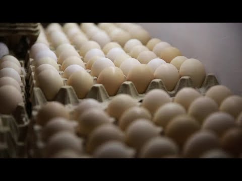 Видео: Птицефабрика