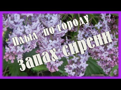 Видео: Плыл по городу запах сирени   Песня для души