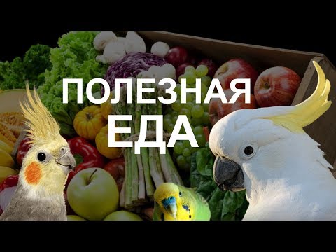 Видео: Как и чем ПРАВИЛЬНО КОРМИТЬ ПОПУГАЯ - лучшее видео