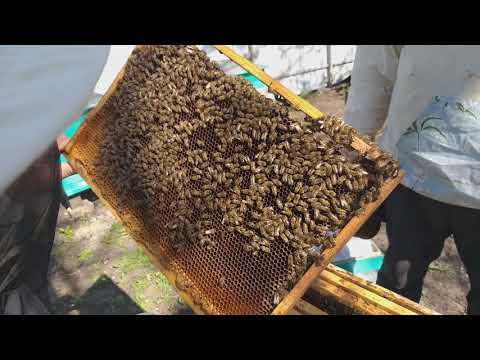 Видео: Американский гнилец. Что это такое? И как с этим бороться?