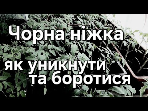 Видео: Чорна ніжка розсади | Як уникнути та лікувати розсаду?