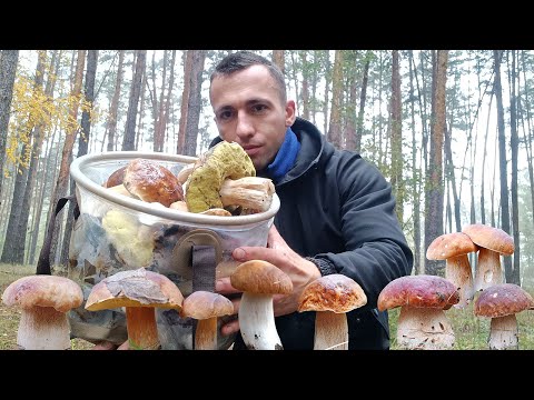 Видео: 🌧️ Шикарні Білі Гриби під Дощем — Блищать, Наче Зіроньки у Нічному Небі! 🍄✨